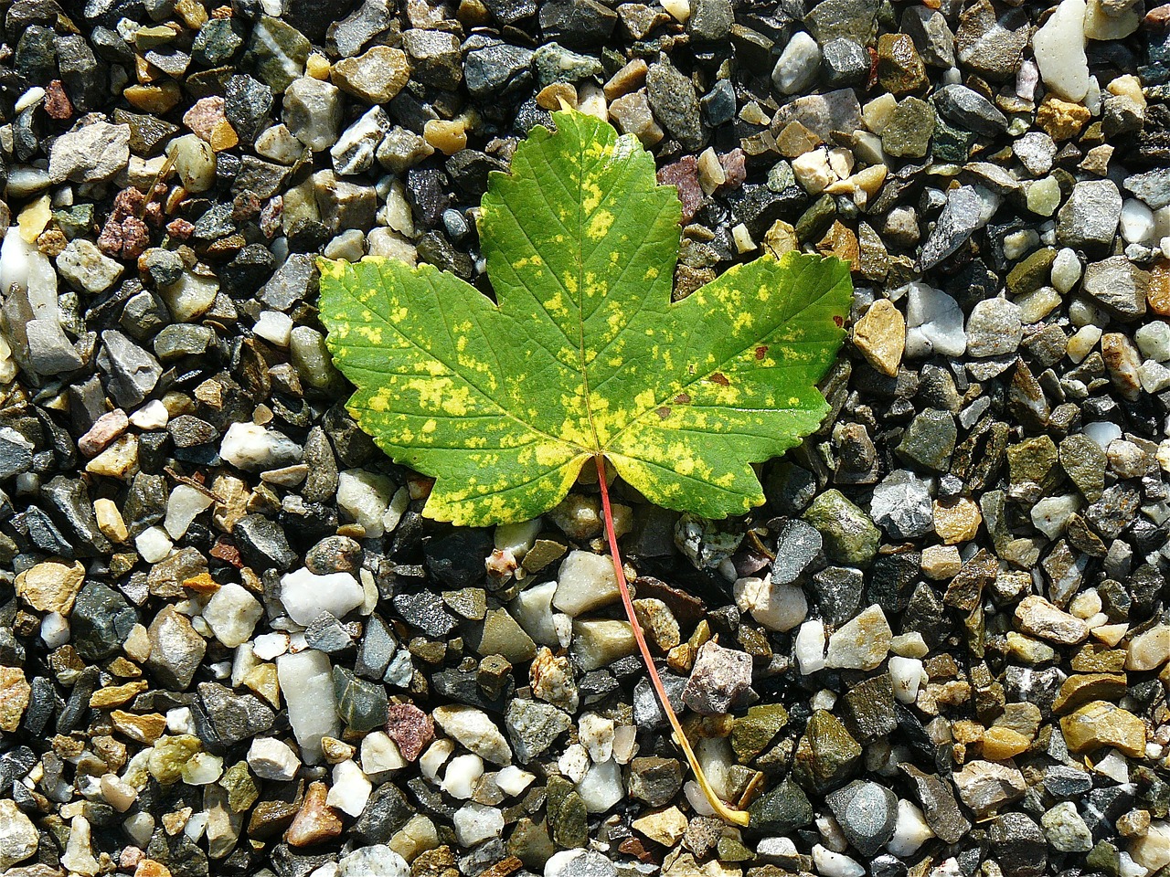 maple-leaf-422582_1280